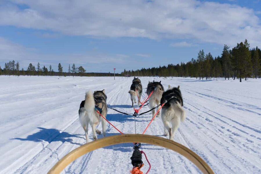 Levi: 5km Self-Driven Husky Ride, Hot drinks & doughnuts - From Levi Tourist Office to the forest