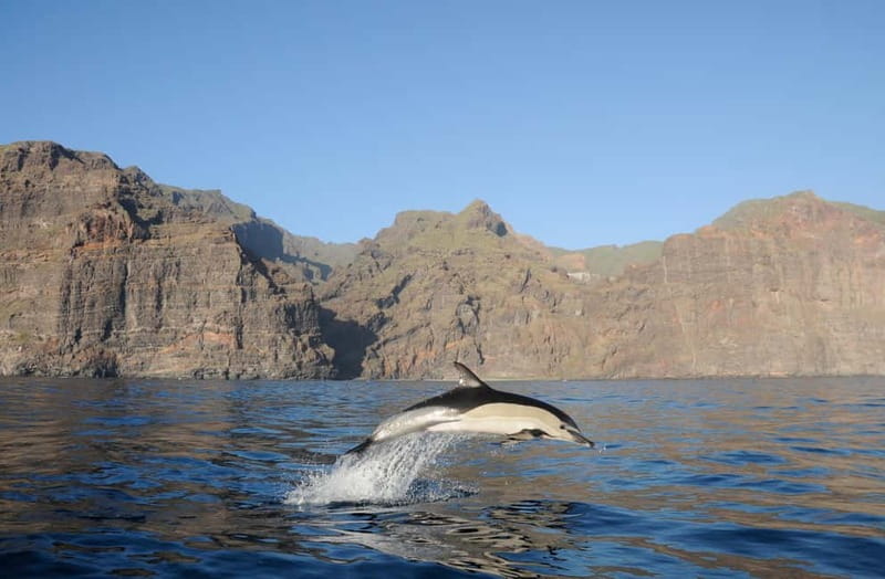 Los Gigantes: Dolphin and Whale Watching Tour with Drinks - Key points to know before you book