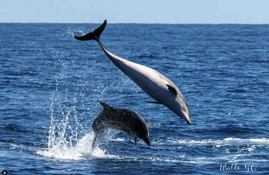 Los Gigantes: Dolphin and Whale Watching Tour with Drinks - Swimming below the cliffs