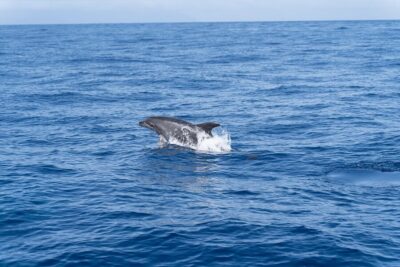 Los Gigantes: Sailing Excursion with Swimming, Drink & Tapas