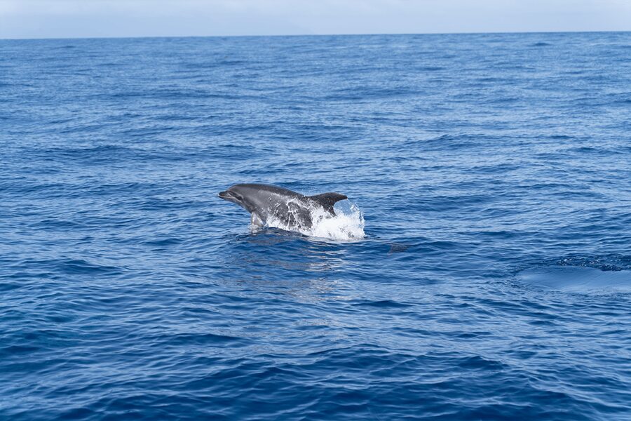 Los Gigantes: Sailing Excursion with Swimming, Drink & Tapas - Searching for dolphins and pilot whales