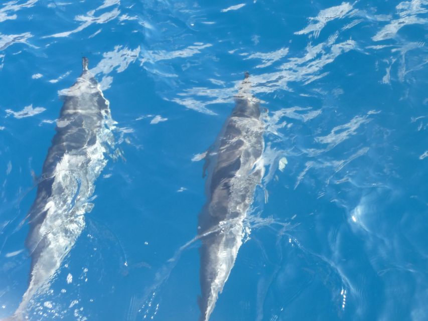Maui: Kaanapali Beach 4-hour Snorkel w/ BBQ Lunch & Open Bar - What the snorkeling is really like