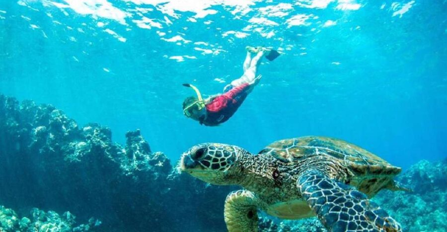 Maui: Kaanapali Beach 5-hr Snorkel w/ BBQ Lunch & Open Bar - Why Two Snorkel Stops Matter
