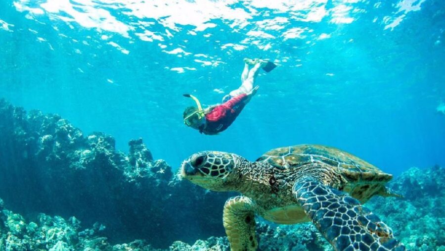 Maui: Kaanapali Beach 5-hr Snorkel w/ BBQ Lunch & Open Bar - Barbecue Lunch and the Open Bar