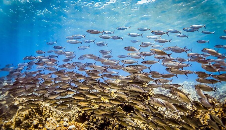 Maui: Kaanapali Beach 5-hr Snorkel w/ BBQ Lunch & Open Bar - The Sail Back to Ka’anapali