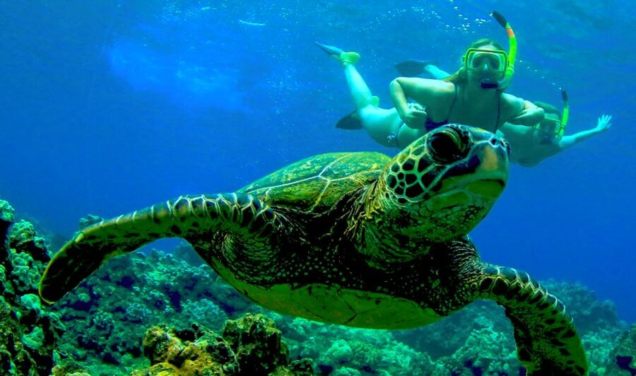 Maui: Kaanapali Beach 5-hr Snorkel w/ BBQ Lunch & Open Bar - The Crew Makes the Difference