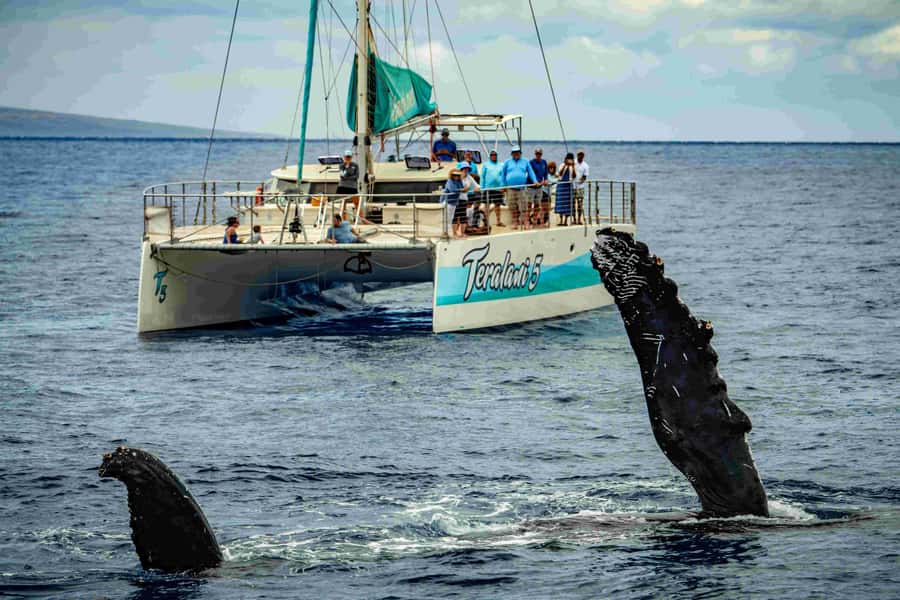 Maui: Kaanapali Whale Watching Boat with Open Bar and Food - Why the 2.5-hour format works well