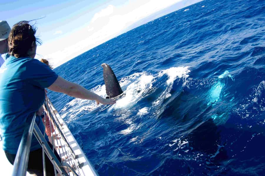 Maui: Kaanapali Whale Watching Boat with Open Bar and Food - A custom catamaran with room to watch