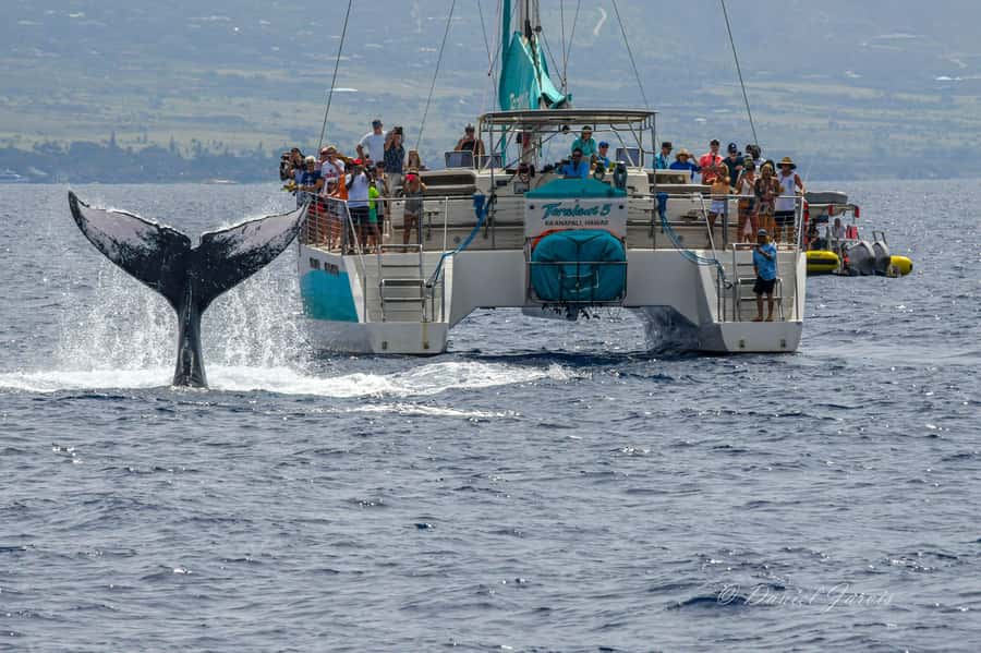 Maui: Kaanapali Whale Watching Boat with Open Bar and Food - Gourmet pupus and the open bar