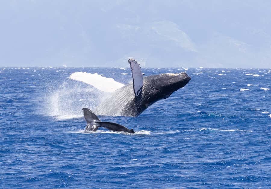 Maui: Kaanapali Whale Watching Boat with Open Bar and Food - Booking and packing advice for a smoother day