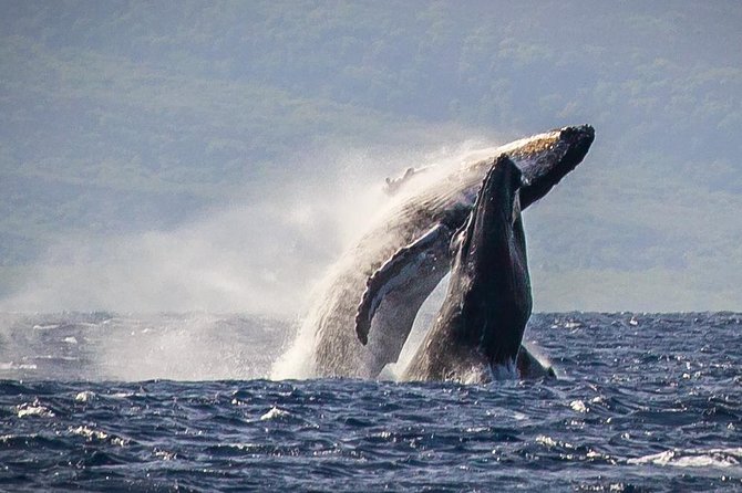 Maui: Whale Watching Cruise with Open Bar from Ka'anapali Beach - Key points to know before you book
