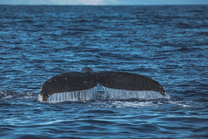 Maui: Whale Watching Cruise with Open Bar from Ka'anapali Beach - Who will enjoy this Sea Maui cruise most?