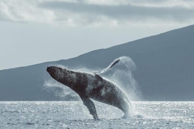 Whale Watching Cruise with Open Bar from Ka’anapali Beach