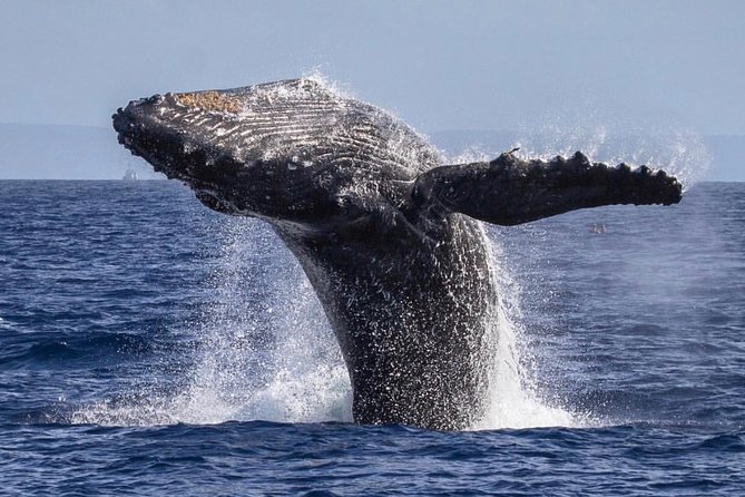 Maui: Whale Watching Cruise with Open Bar from Ka'anapali Beach - Timing, comfort, and practical details