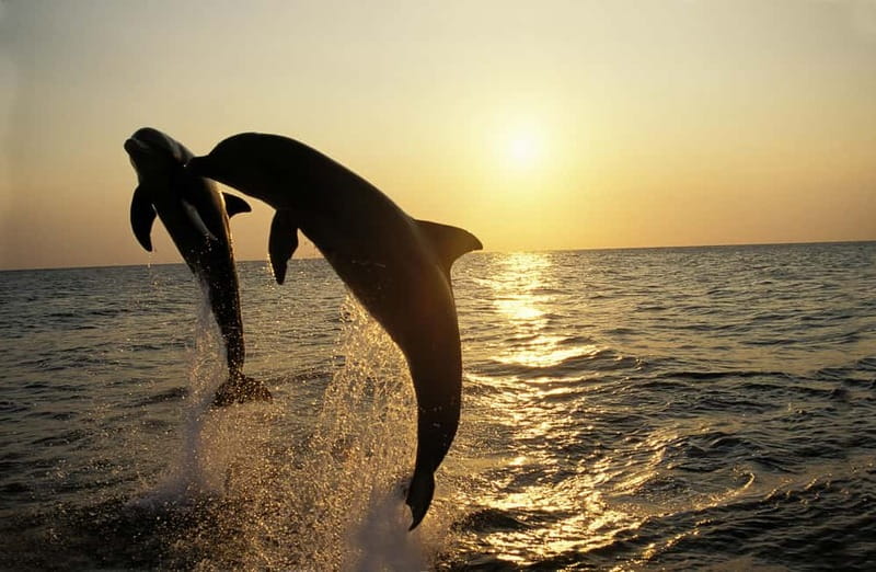 Medulin: Dolphin Sunset Tour 85% chance with Drinks + Dinner - Setting out from Medulin Harbour
