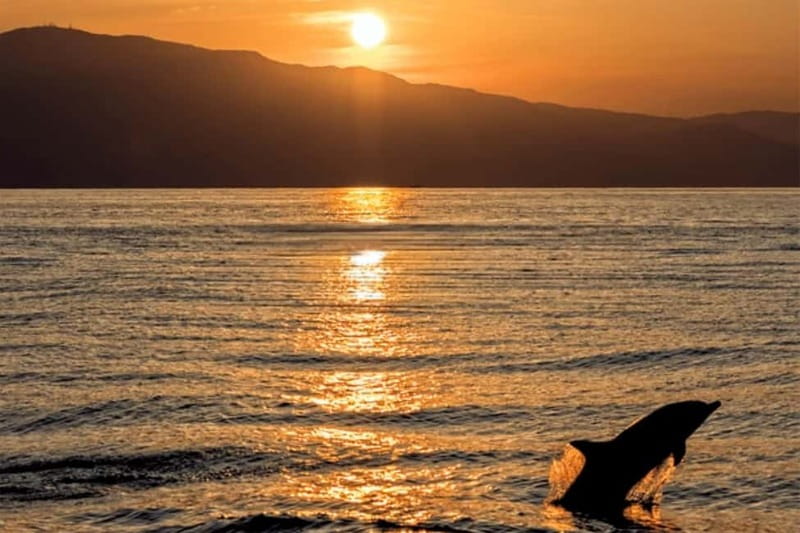 Medulin: Dolphin Sunset Tour 85% chance with Drinks + Dinner - Cruising through the Medulin archipelago
