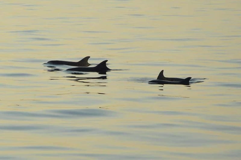 Medulin: Dolphin Sunset Tour 85% chance with Drinks + Dinner - Porer Lighthouse in the golden hour