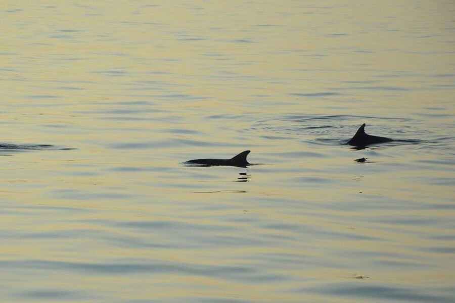 Medulin: Dolphin Sunset Tour 85% chance with Drinks + Dinner - What the $53 price includes
