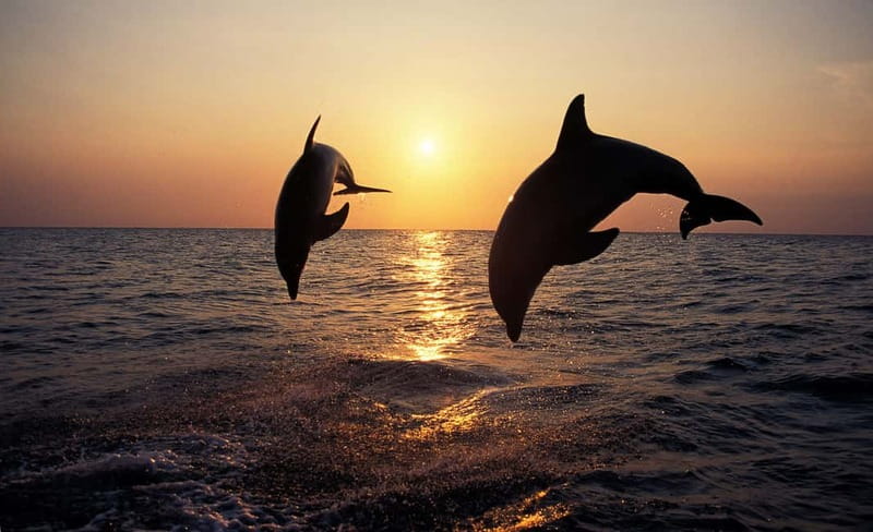 Medulin: Dolphin Sunset Tour 85% chance with Drinks + Dinner - Cape Kamenjak and its protected waters