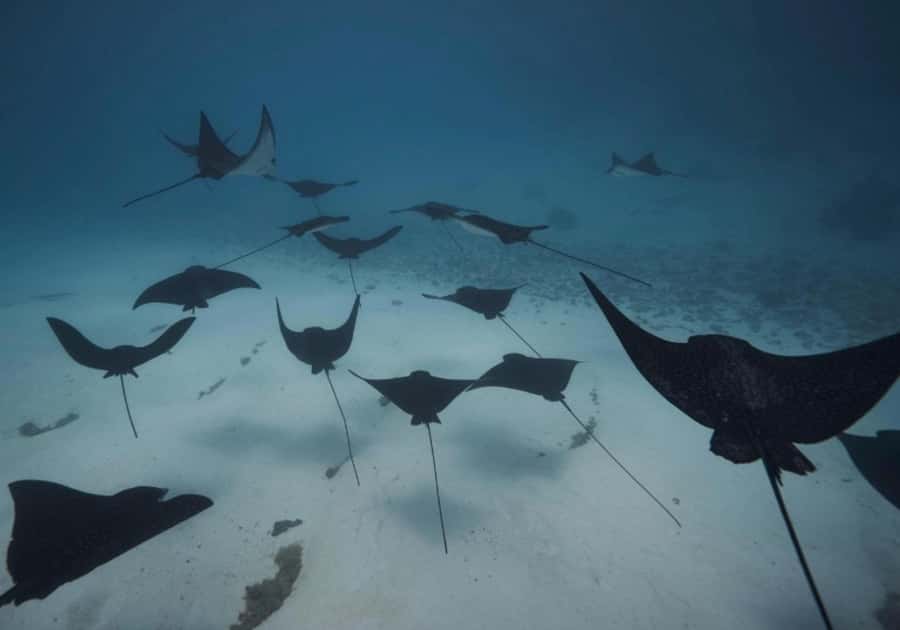 Moorea: Lagoon and Reef Snorkeling Tour with Drinks - Key points to know before you book