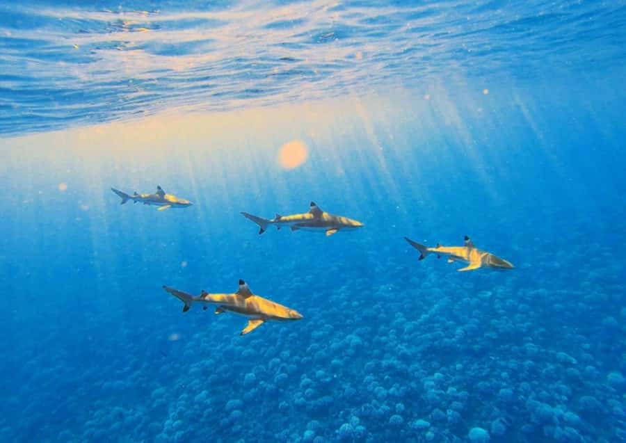 Moorea: Lagoon and Reef Snorkeling Tour with Drinks - Why this Moorea boat trip is different