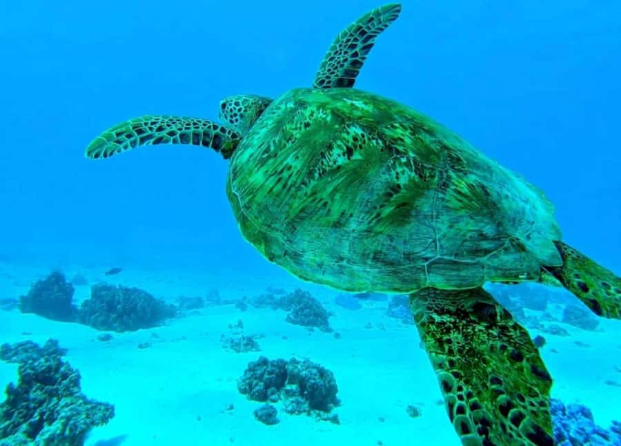 Moorea: Lagoon and Reef Snorkeling Tour with Drinks - The outer reef: sharks and open-water scenery