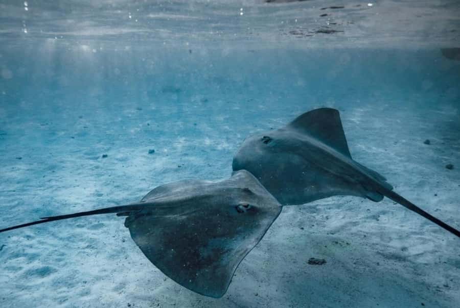 Moorea: Lagoon and Reef Snorkeling Tour with Drinks - A possible dolphin encounter