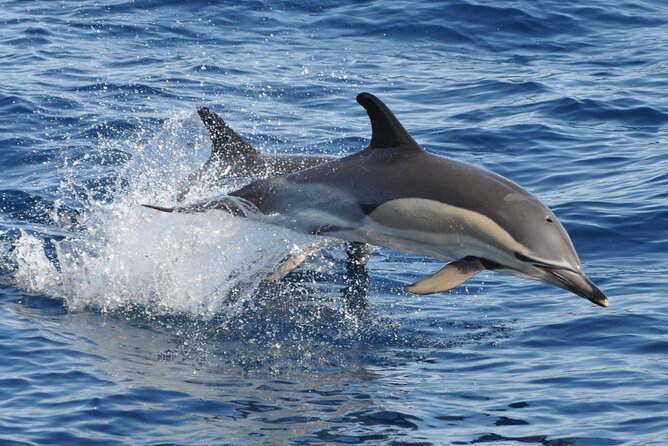 Morro Jable: 2 Hours Magic Dolphin & Whale watching with Drinks & Swim Stop. - Setting off from Morro Jable