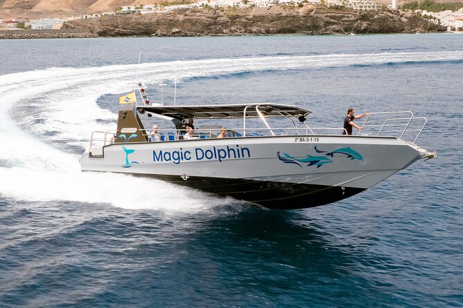 Morro Jable: 2 Hours Magic Dolphin & Whale watching with Drinks & Swim Stop. - Dolphins, whales, and the value of wild sightings