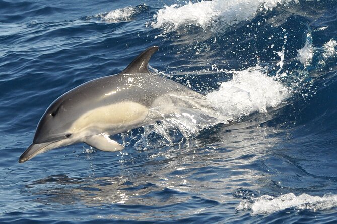 Morro Jable: 2 Hours Magic Dolphin & Whale watching with Drinks & Swim Stop. - The swim in Jandía Bay