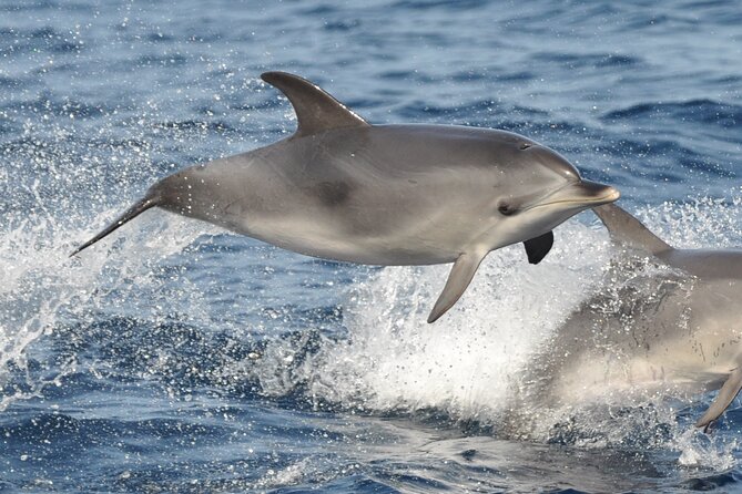 Morro Jable: 2 Hours Magic Dolphin & Whale watching with Drinks & Swim Stop. - Drinks and onboard atmosphere