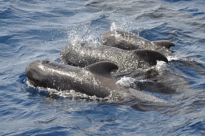 Morro Jable: 2 Hours Magic Dolphin & Whale watching with Drinks & Swim Stop. - Who should book this outing?