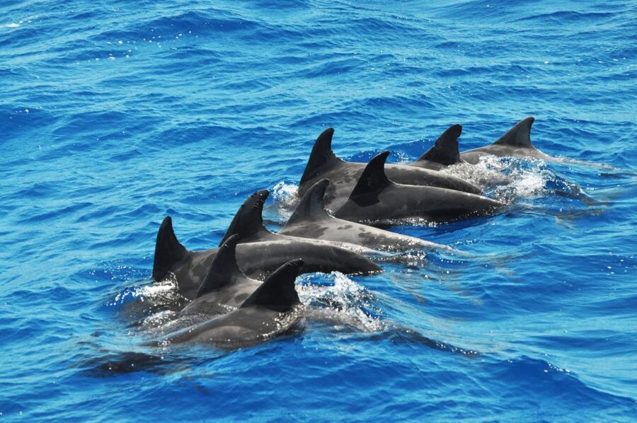 Morro Jable: Dolphin & Whale Watching Cruise, Drinks & Swim - Practical tips for a better trip