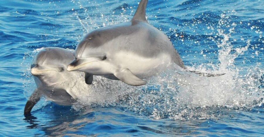 Morro Jable: Dolphin & Whale Watching Cruise, Drinks & Swim - What the guides add to the experience