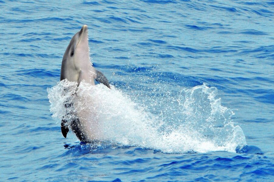Morro Jable: Dolphin & Whale Watching Cruise, Drinks & Swim - Drinks, seating, and comfort on board