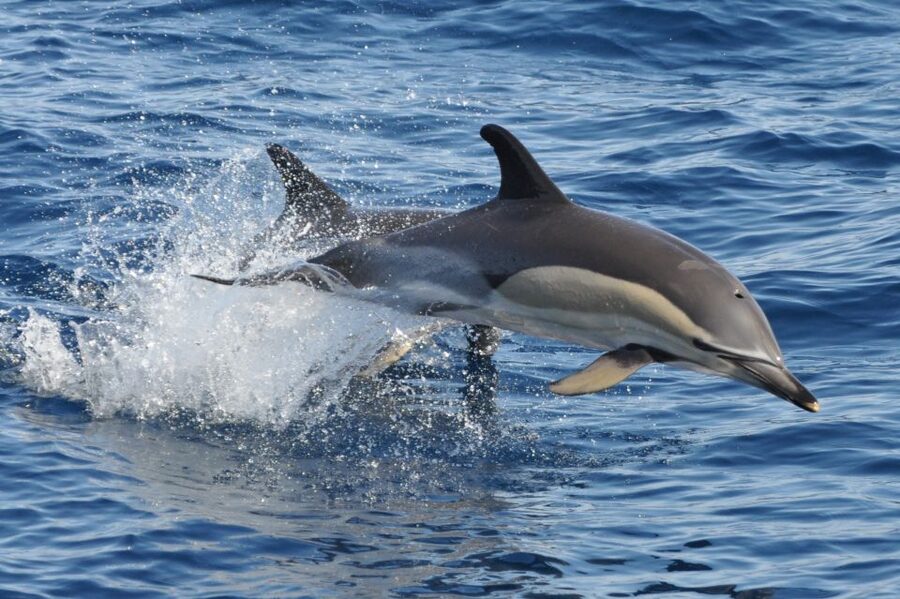 Morro Jable: Dolphin & Whale Watching Cruise, Drinks & Swim - Pickup from Costa Calma and nearby resorts