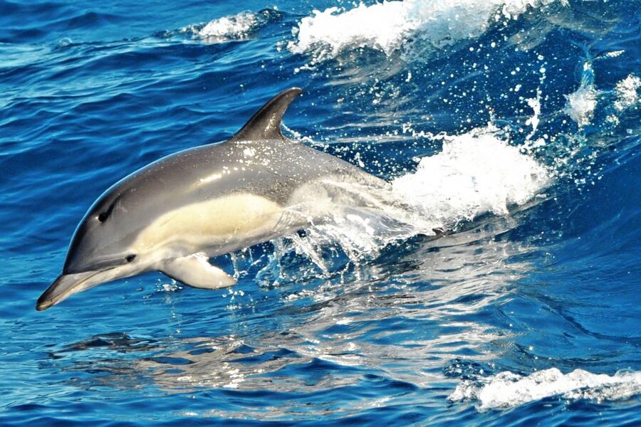 Morro Jable: Dolphin & Whale Watching Cruise, Drinks & Swim - How good is the $58 value?