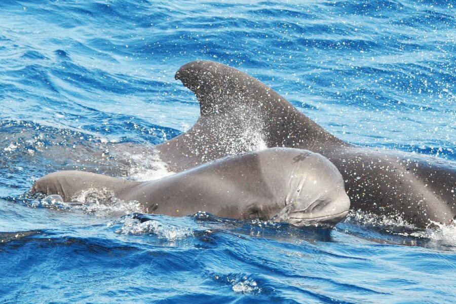 Morro Jable: Dolphin & Whale Watching Cruise, Drinks & Swim - Who will enjoy this cruise most