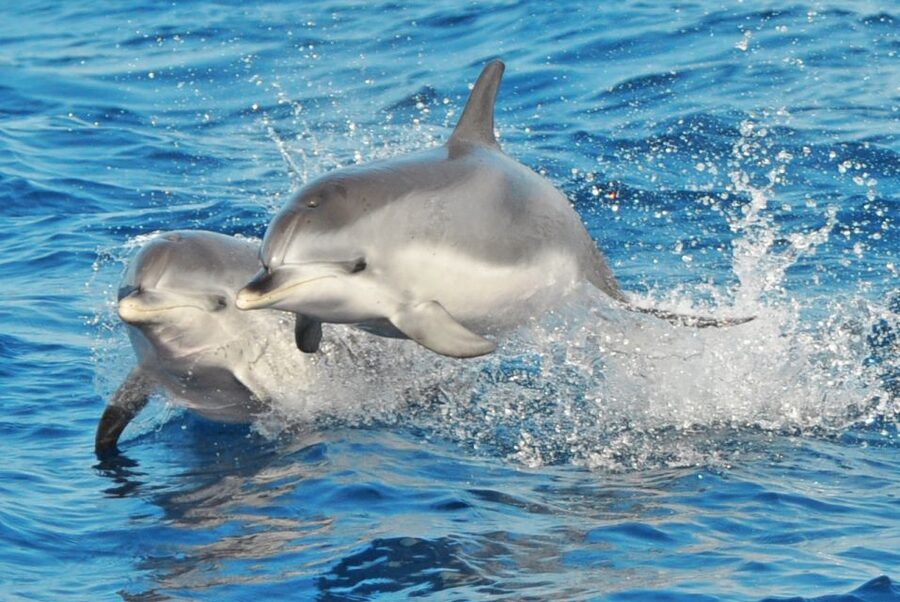 Morro Jable: Dolphin & Whale Watching Cruise, Drinks & Swim - The wildlife search can begin quickly