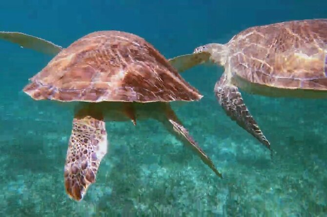 Nassau: Private Island & Snorkeling, Turtles, Drinks & BBQ - Rose Island combines snorkeling and beach time