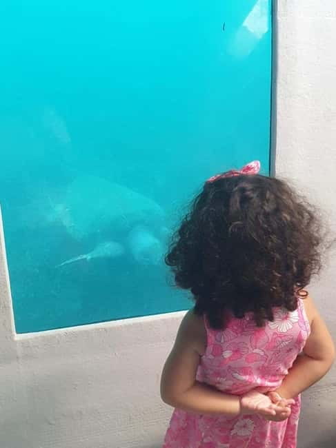 Paphos: Sunset Cruise, Turtle Watching, & Unlimited Drinks - Seeing the Vera K shipwreck