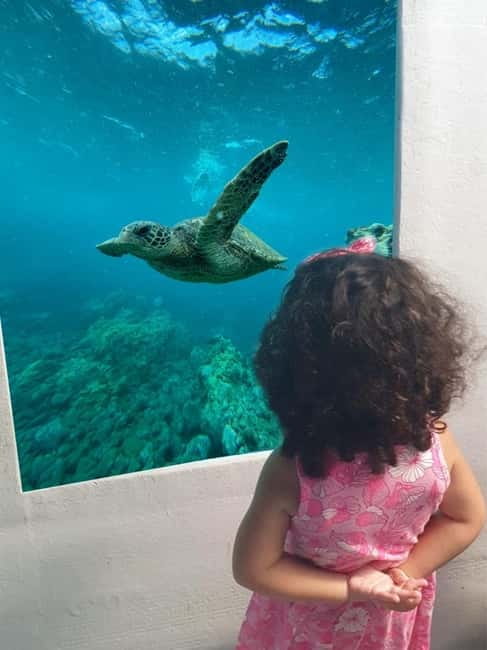 Paphos: Swim Cruise with Turtle Watching, Drinks & Aperol - The Vera K wreck through the underwater cabin
