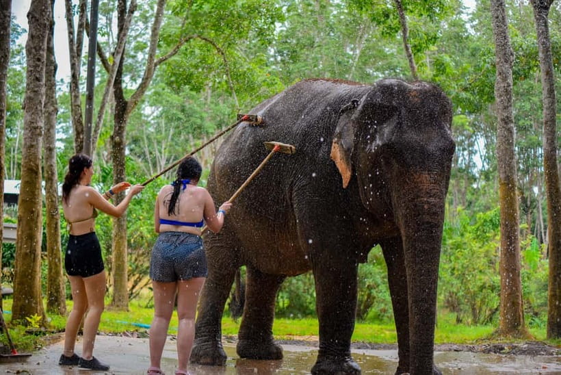 Phuket: Happy Hour Feed and Rain Shower with Elephant - Feeding the elephants without a ride