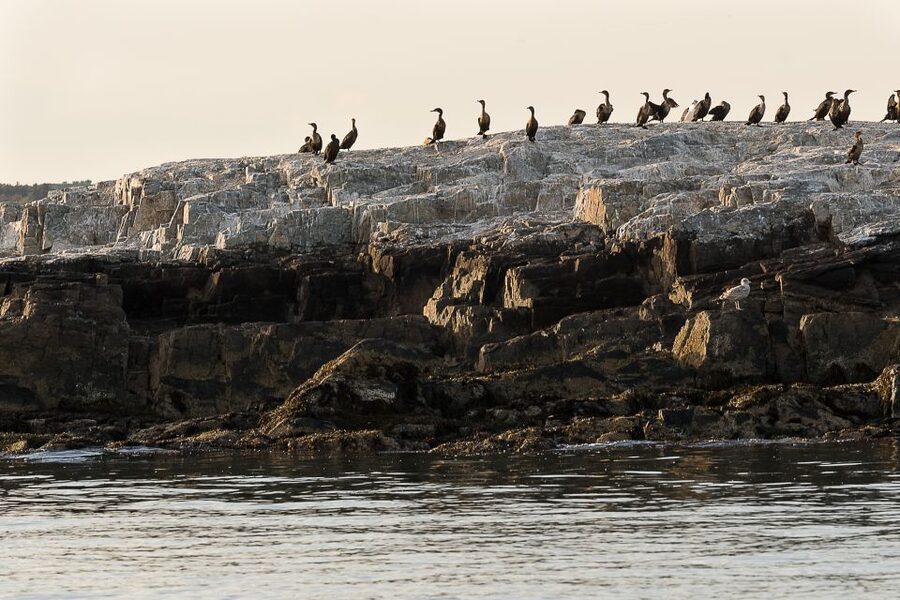 Portland: Sunset Lighthouse Cruise in Casco Bay with Drinks - Is $69 a fair price?