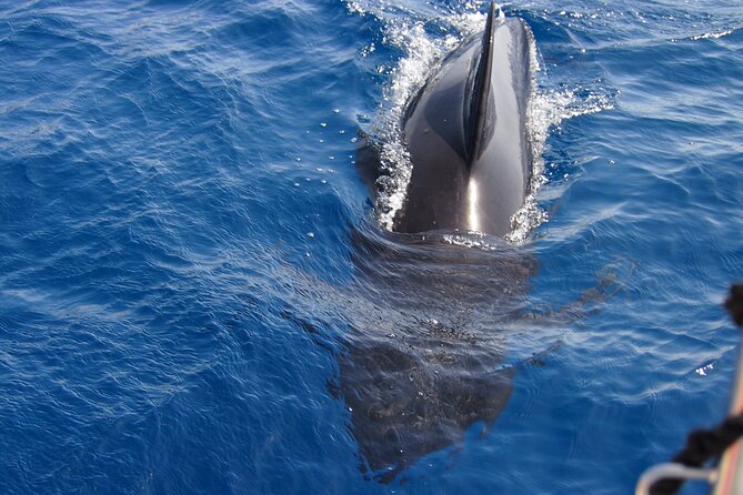 Private Sailing - dolphin Experience Estepona - drink & food - 4h - Food, drinks, and the relaxed side of the trip