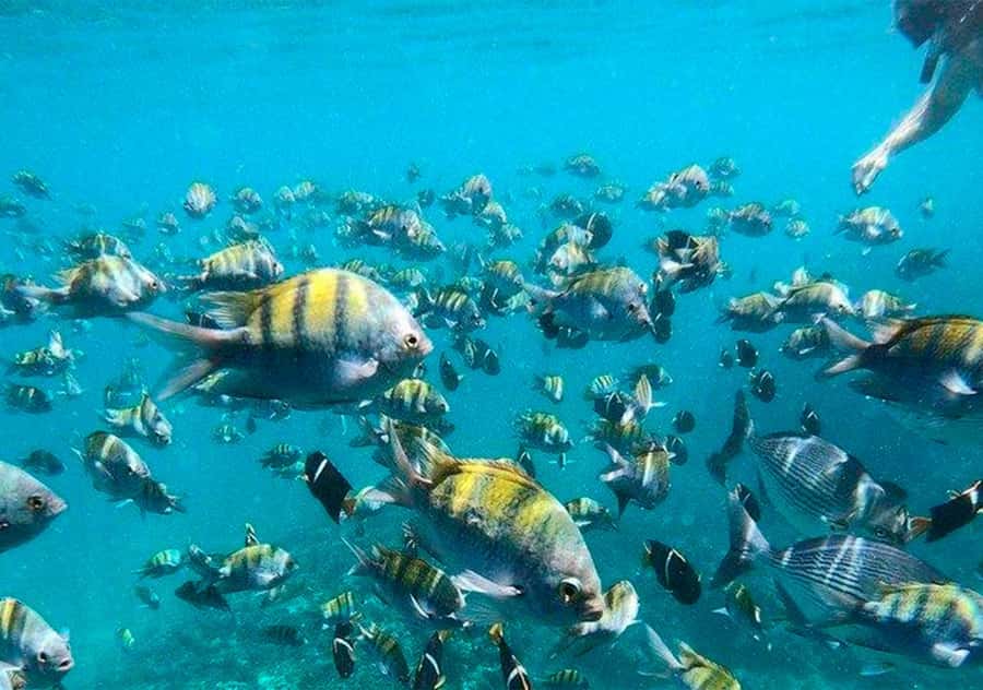 Puerto Vallarta: Arcos, Animas, Quimixto + Open Bar Onboard - Quimixto adds a seasonal waterfall walk