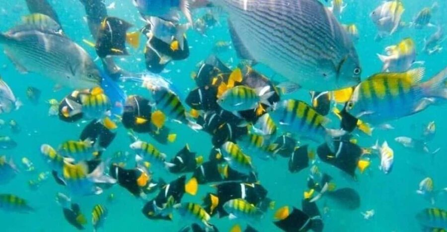 Puerto Vallarta: Beach, Breakfast, Lunch & Open Bar - Who will enjoy this boat trip most