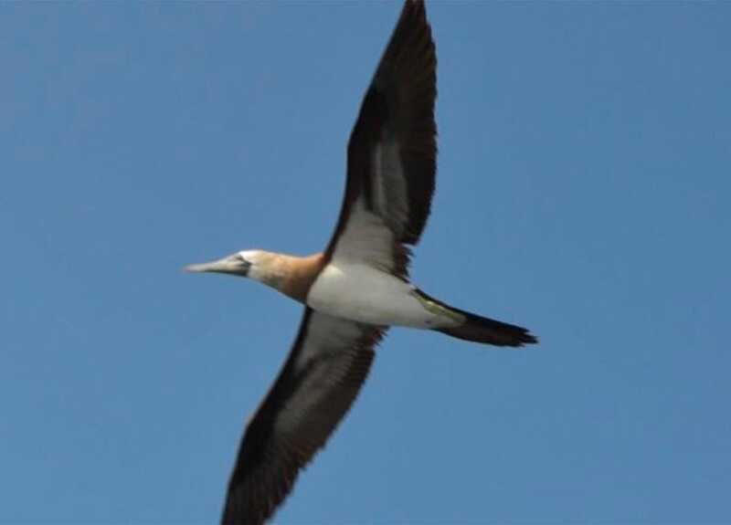 Puerto Vallarta: Marietas Island, Breakfast, Lunch, Open Bar - Kayaking, paddle boarding, or a quiet swim