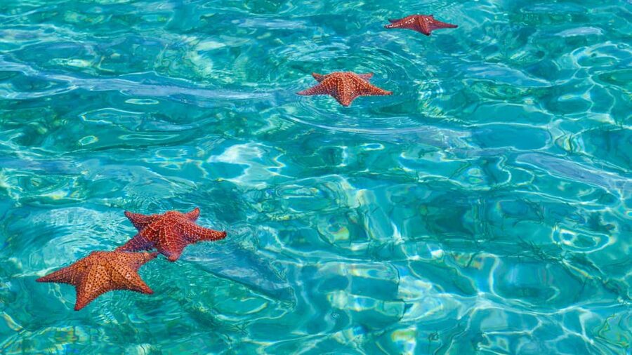 Punta Cana: Saona Island Catamaran Tour with Food & Open Bar - Guides, languages, and the group atmosphere