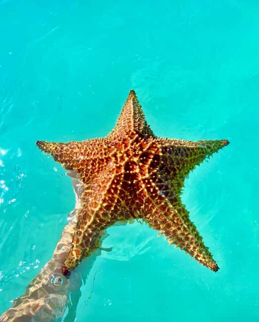 Punta Cana: Saona Island VIP | Private Beach, Open Bar & Lunch - The one-hour catamaran ride to Saona